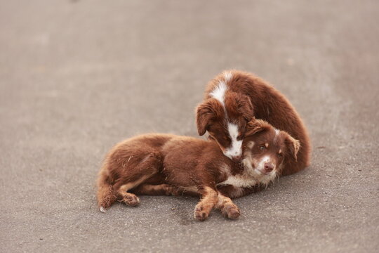 Two brown and white dogs are laying on the ground next to each
