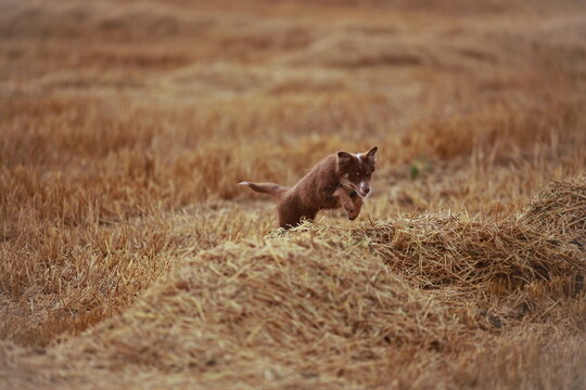 A brown dog is running through a field of tall grass