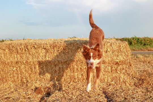 A brown and white dog is jumping of a hay stack