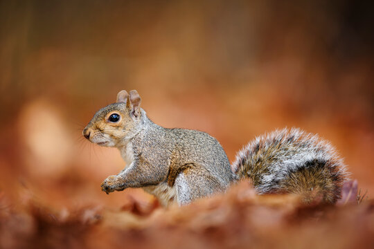 Grey Squirrel Side View