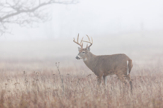 Buck in the Fog