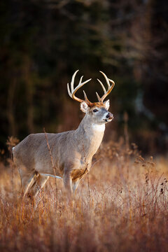 Proud Buck