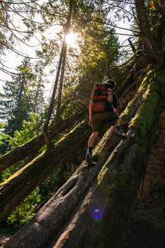Male Hiker Climbing a Steep Fallen Tree in the Forests of BC