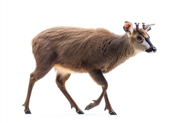 Fototapeta premium A deer is seen walking across a snowy field