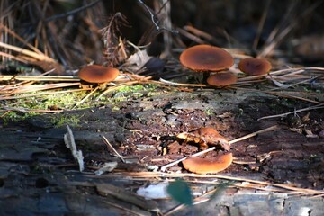 mushrooms in the forest on a log