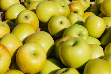 Fresh golden delicious apples