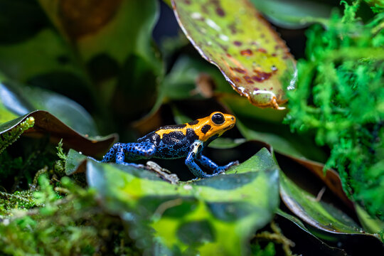 Ranitomeya Imitator Varadero Poison Dart Frog Closeup Macro