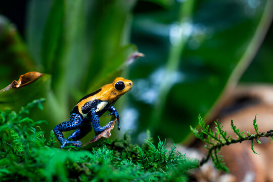 Detailed Macro of a Tiny Ranitomeya Imitator Varadero Poison Dart Frog