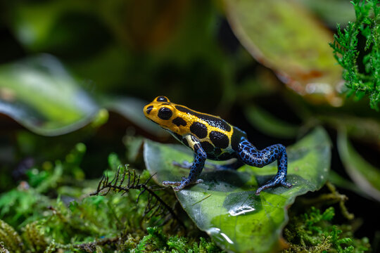 Ranitomeya Imitator Varadero Poison Dart Frog Closeup Macro