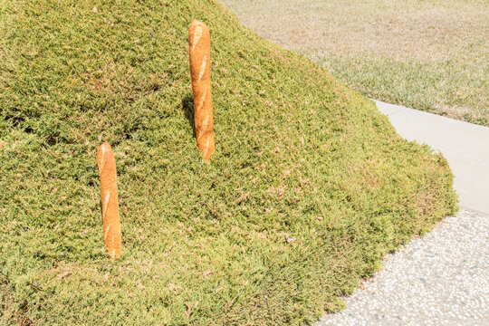 Baguettes in Bush