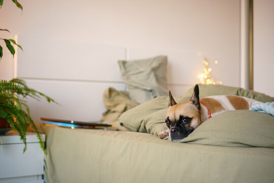 Sad dog in bed