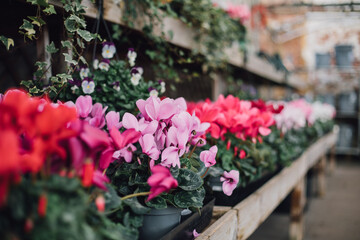 Christmas Cyclamen for Sale