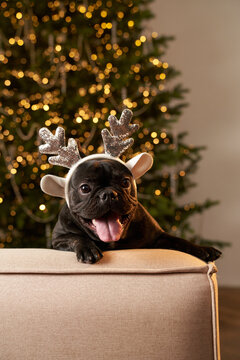 Black dog wears Santa hat beside a decorated Christmas tree