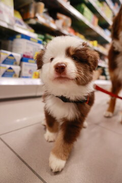 Brown and white dog is walking down a store aisle