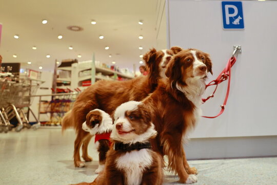 Three dogs are standing in front of a white wall with a parking