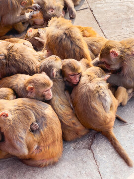Close-up image of a group of monkeys sleeping.
