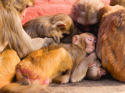 Close-up of a group of monkeys sleeping in a huddle.