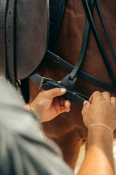 Adjusting Horse Bridle