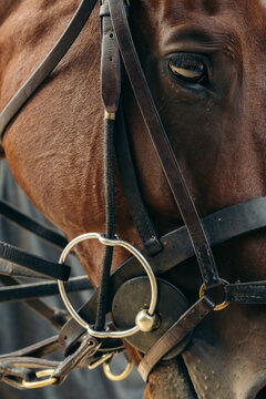 Horse Face with Bridle Detail