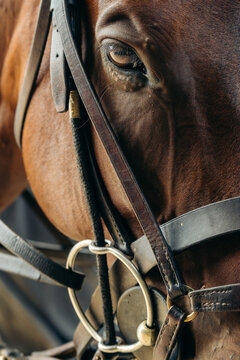 Horse Face with Bridle Close Up