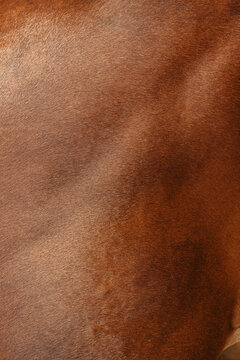 Horse Skin Hair Texture