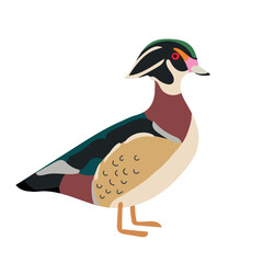 Wood duck icon clipart avatar logotype isolated illustration