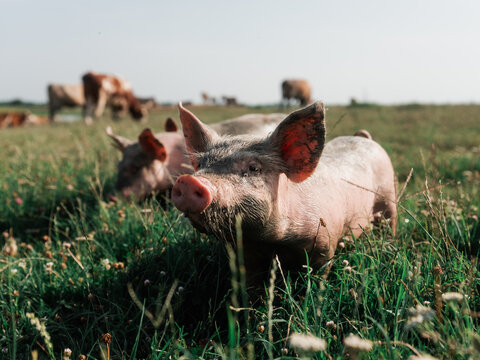 Pigs Grazing Peacefully in a Verdant Green Pasture