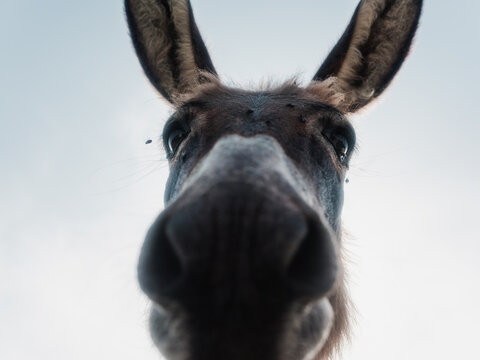 Close-Up Shot of a Donkey Against Clear Sky