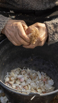 Planting garlic in spring