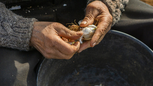Planting garlic in spring