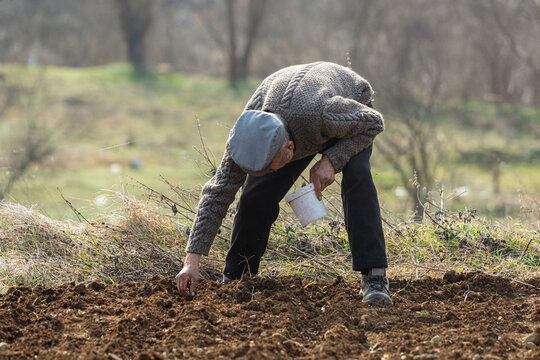 Planting garlic in spring