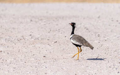 Telephoto shot of a white-guilled bustard -Afrotis afraoides- walking on the plains of Etosha National Park, Namibia.