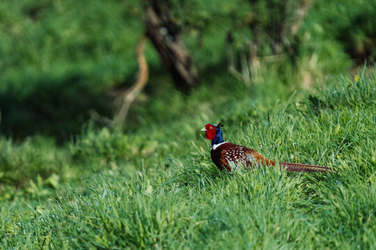 Beautiful pheasant in the grass