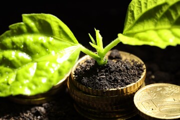 Money growth concept. Coins and sprout in soil against black background, closeup