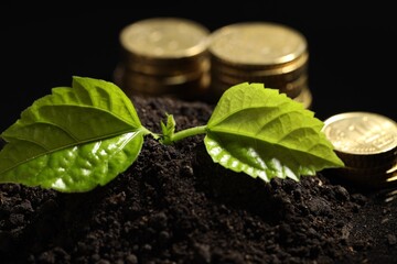 Money growth concept. Coins and sprout in soil against black background, closeup