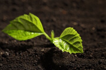 Young sprout with green leaves growing in soil, closeup