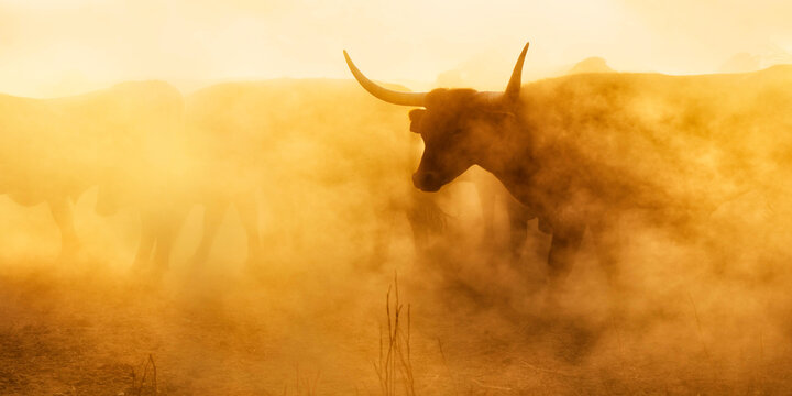 Texas Longhorn Steer