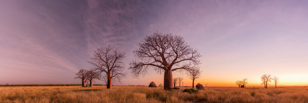 Boab Tree on the flood plains
