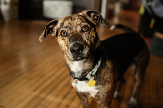 Curious dog indoors on wooden floor
