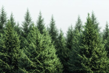 Tall trees growing in a lush green meadow, surrounded by soft grass