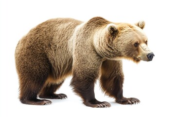Fototapeta premium A large brown bear stands on a white surface, ready to be used in various contexts such as wildlife photography, nature scenes, or advertising