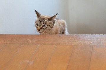 Naklejka premium 階段を上る可愛い猫 シャムトラ猫