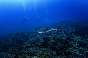 Hundreds of grey reef sharks during our dive on Fakarava island. Feared sharks on the atoll in French Polynesia. Marine life in Pacific ocean. 