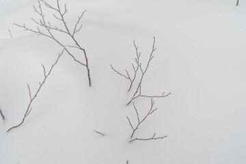 雪に覆われた枝や葉