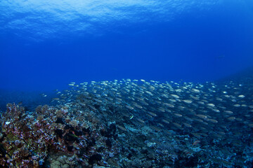 Huge school of bigeye scads during dive in Fakarava atoll. Shoal of selar crumenophthalmus on the bottom of Pacific ocean.