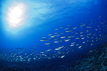 Huge school of bigeye scads during dive in Fakarava atoll. Shoal of selar crumenophthalmus on the bottom of Pacific ocean.