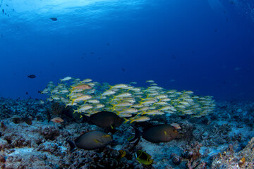 Huge school of yellowfin goatfish during dive in Fakarava atoll. Mulloidichthys vanicolensis on the...