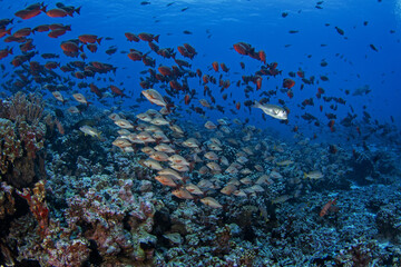 School of priacanthus hamrurs, lutjanus gibbus, monotaxis grandoculis and bigeye barenose during dive in Fakarava atoll. Marine life in Pacific ocean.