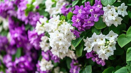 Obraz premium Close-up of real hanging flower bushes with purple and white blooms, set in a lush garden.