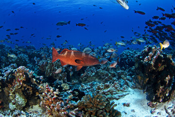 Leopard coral grouper is swimming through the school of humpback red snappers.Marine life in Pacific ocean.